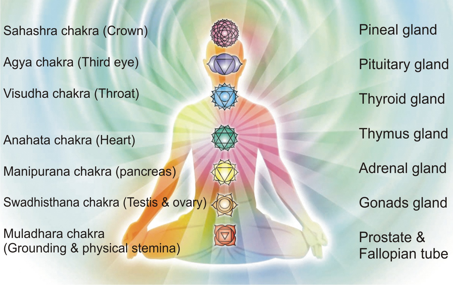 Seven Major Chakras