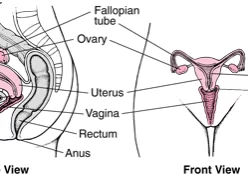 uterusfrsd